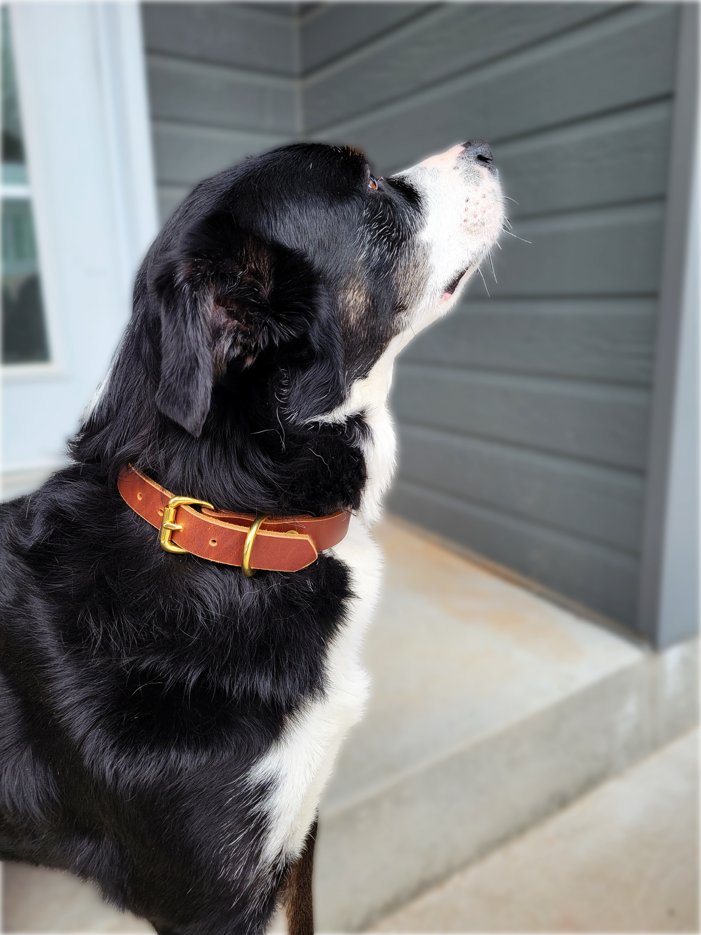 Collier pour chien