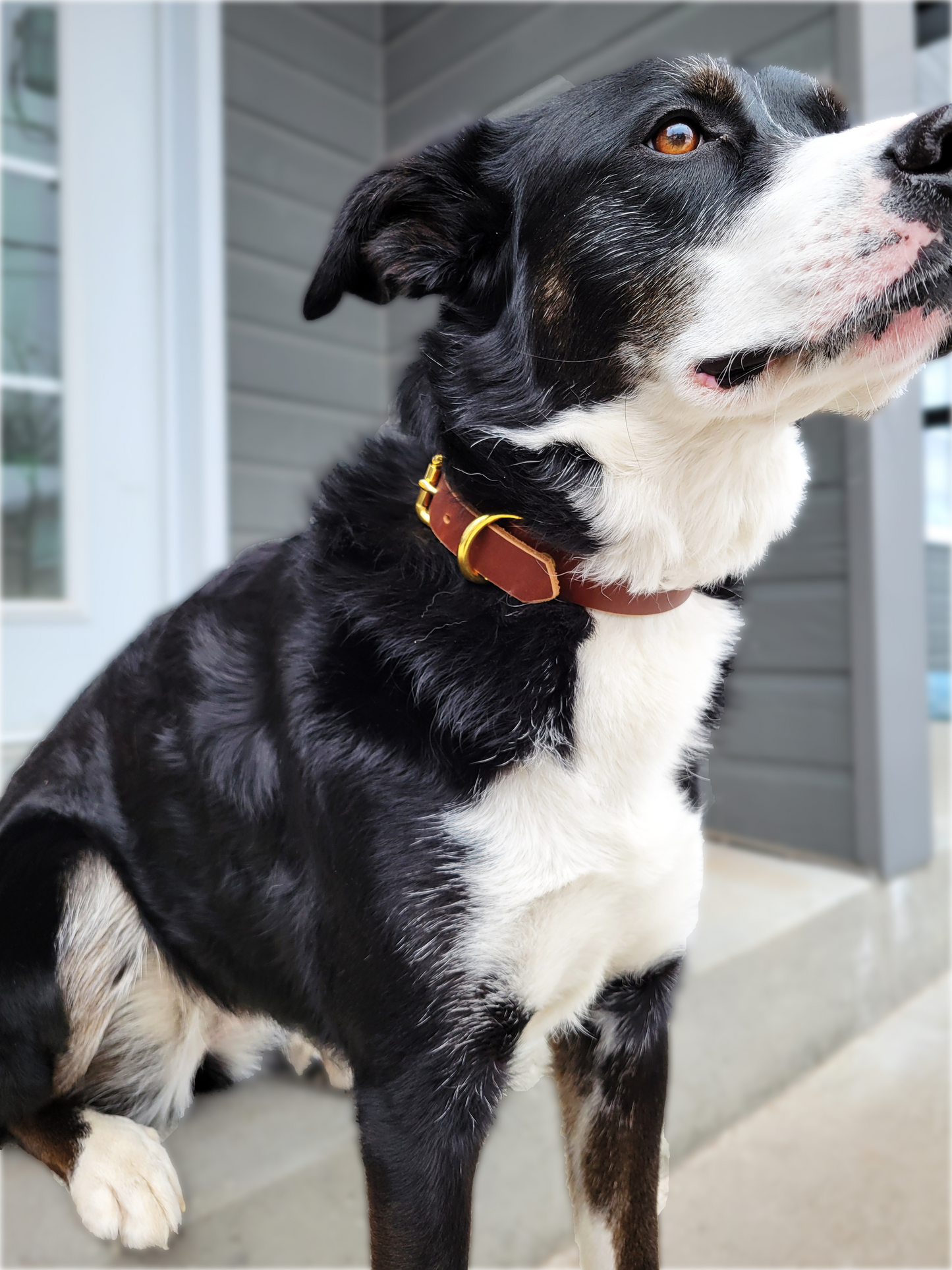 Collier pour chien